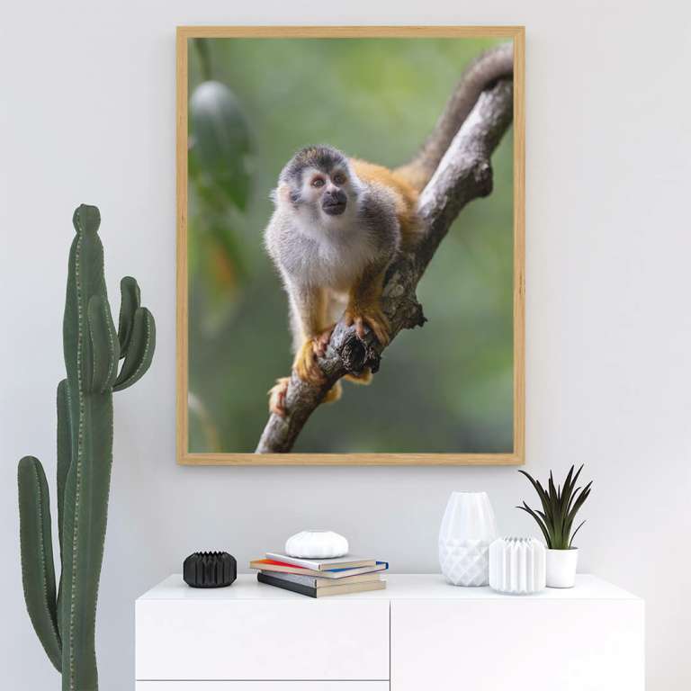Stampa Fotografica "Squirrel Monkey"
