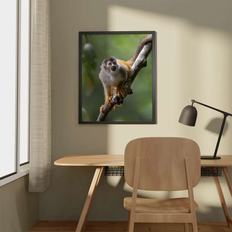 Photographic print "Squirrel Monkey"