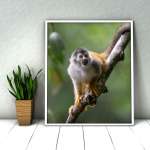 Photographic print "Squirrel Monkey"