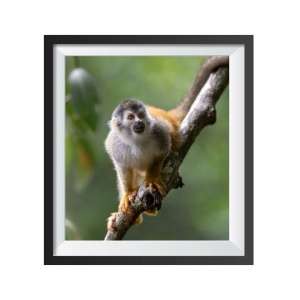 Stampa Fotografica "Squirrel Monkey"