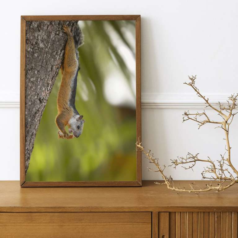 Photographic print "Squirrel"