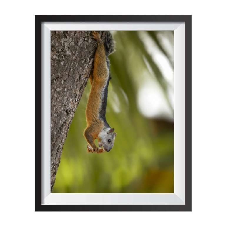Photographic print "Squirrel"
