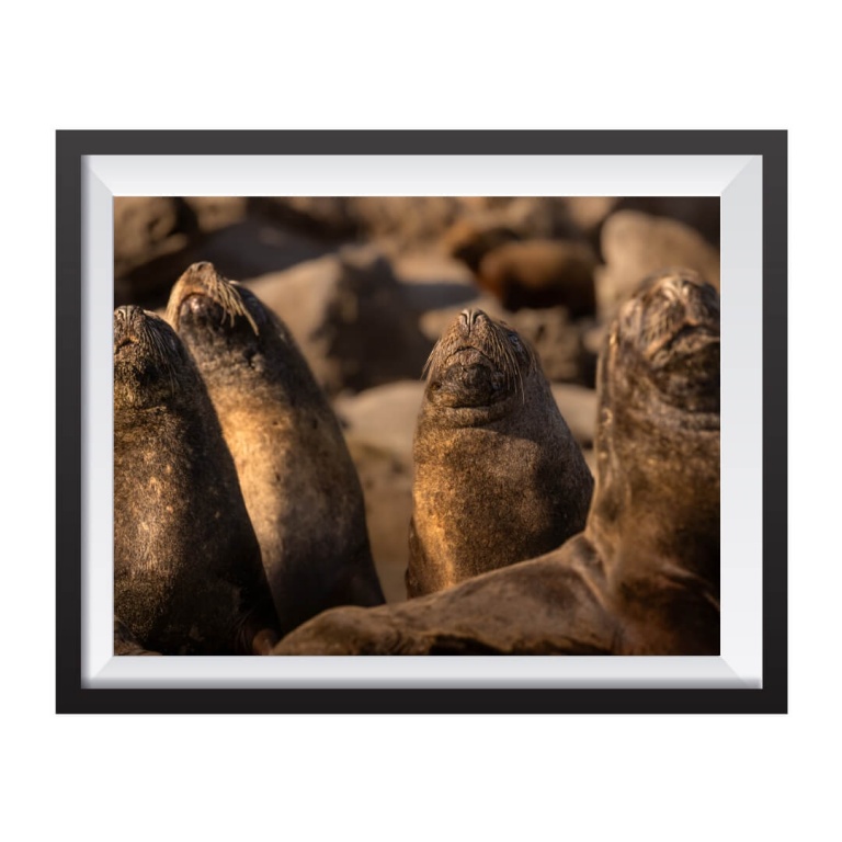 Photographic Print "The males of the colony"