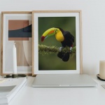 Photographic Print "Toucan"