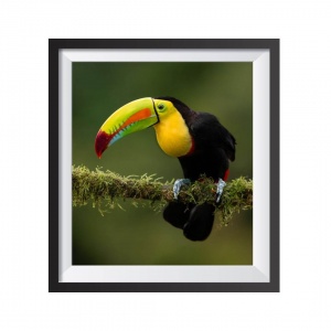 Stampa Fotografica "Toucan"