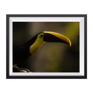 Stampa Fotografica "Toucan 3"