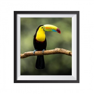 Stampa Fotografica "Toucan"