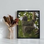 Stampa Fotografica "Tree Sloth"