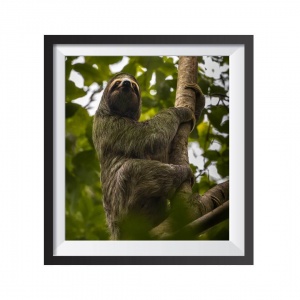 Stampa Fotografica "Tree Sloth"