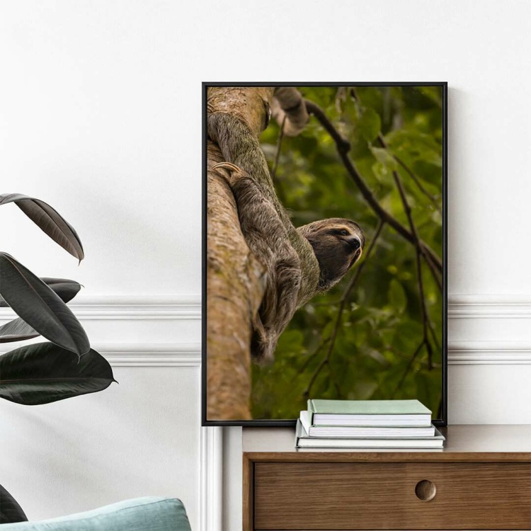 Stampa Fotografica "Tree Sloth 2"