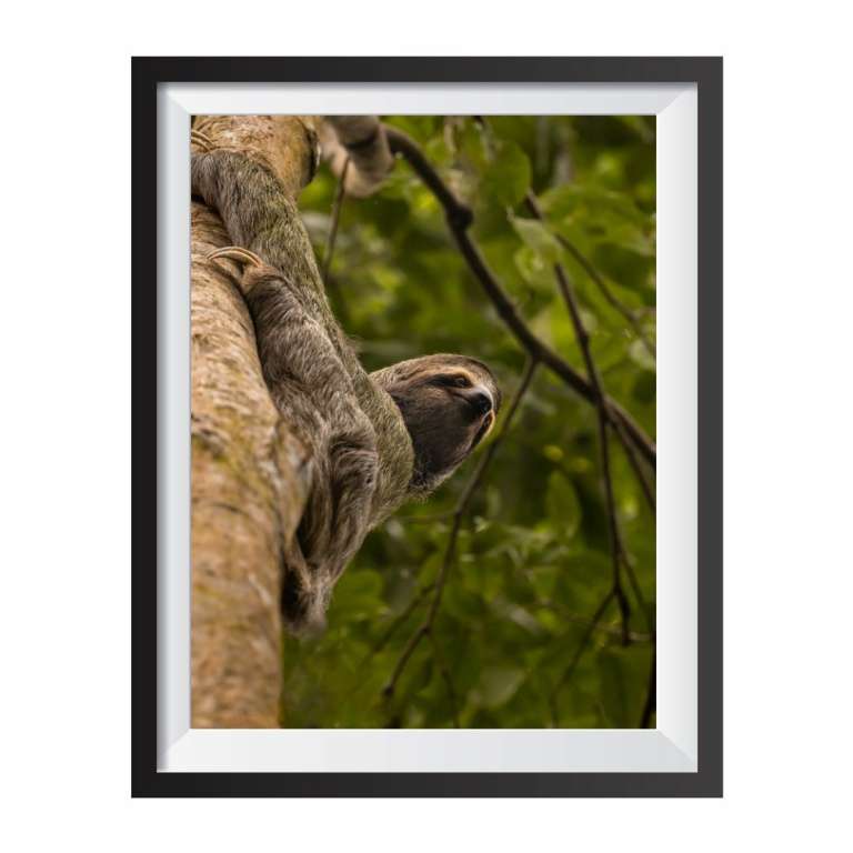 Photographic print "Tree Sloth 2"