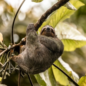 Tree sloth