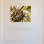 Photographic Print "Tree Sloth"