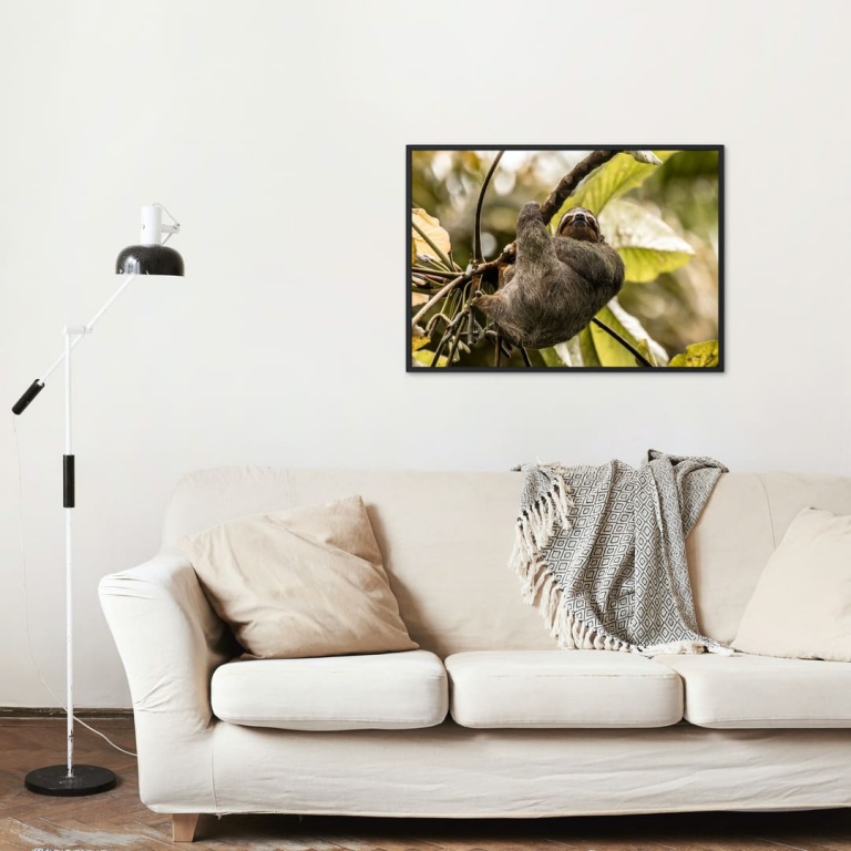 Photographic Print "Tree Sloth"