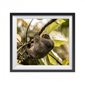 Stampa Fotografica "Tree Sloth"