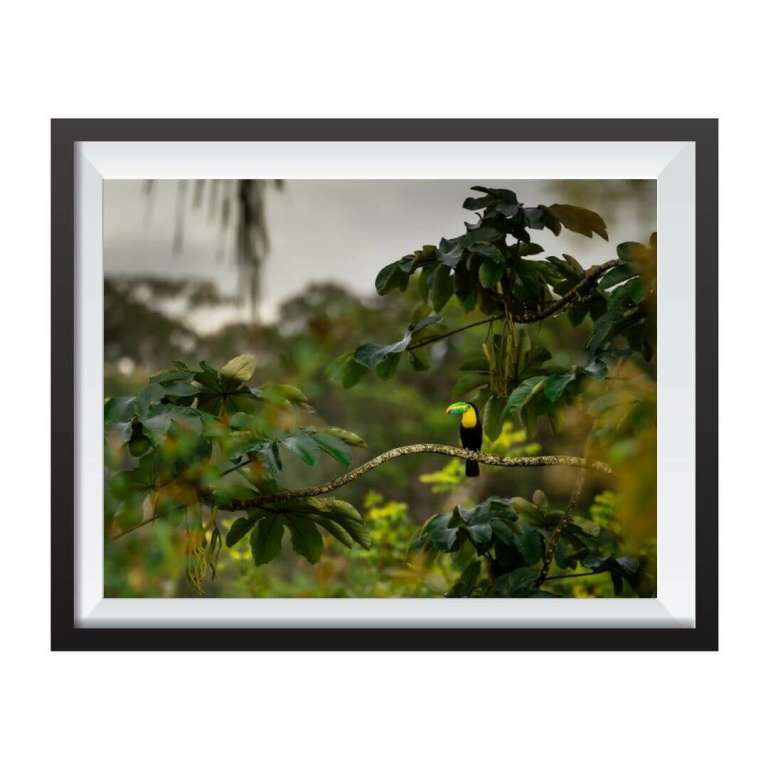 Photographic print "Tucan in the jungle