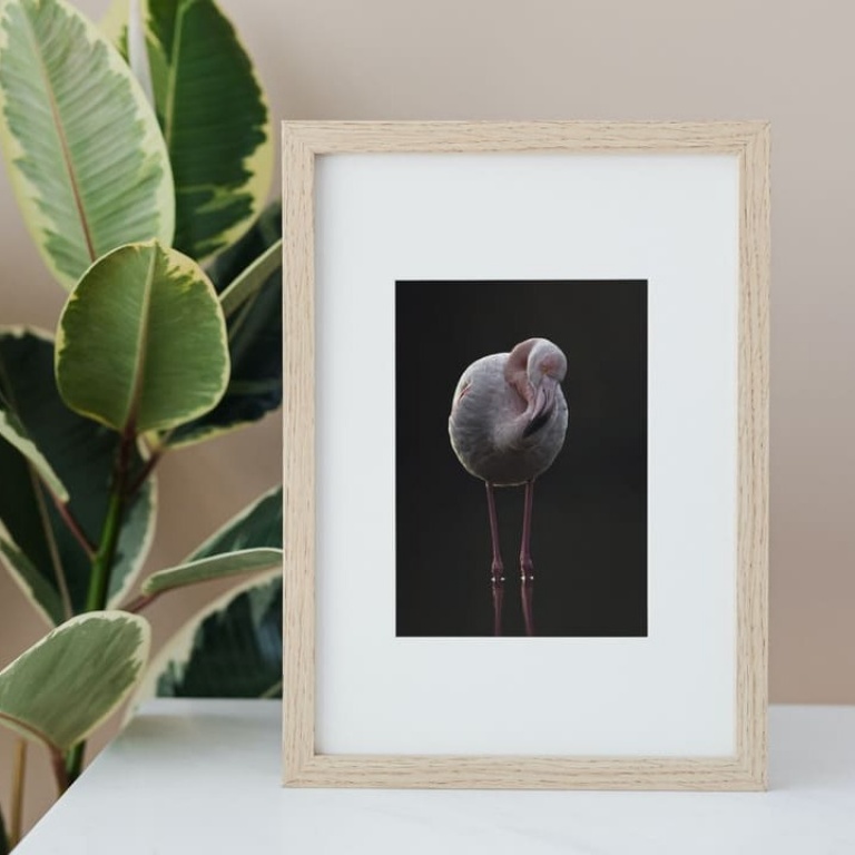 Stampa Fotografica "Vertical Flamingo Black"