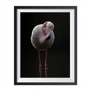 Photographic Print "Vertical Flamingo Black"