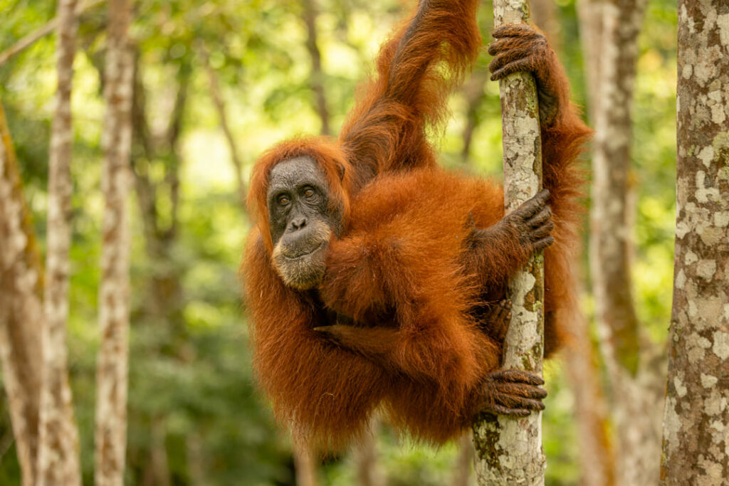 orangotango sumatra indonesia