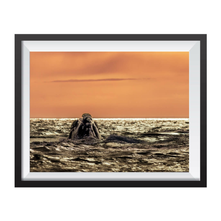 Photographic Print "Whale and sunset"