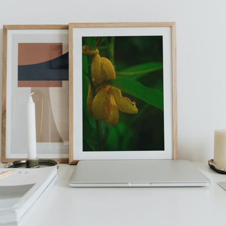 Photographic Print "Yellow Viper 4"