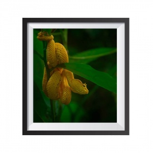 Photographic Print "Yellow Viper 4"