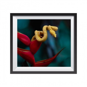 Photographic Print "Yellow Viper"