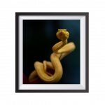 "Yellow viper" Photographic Print